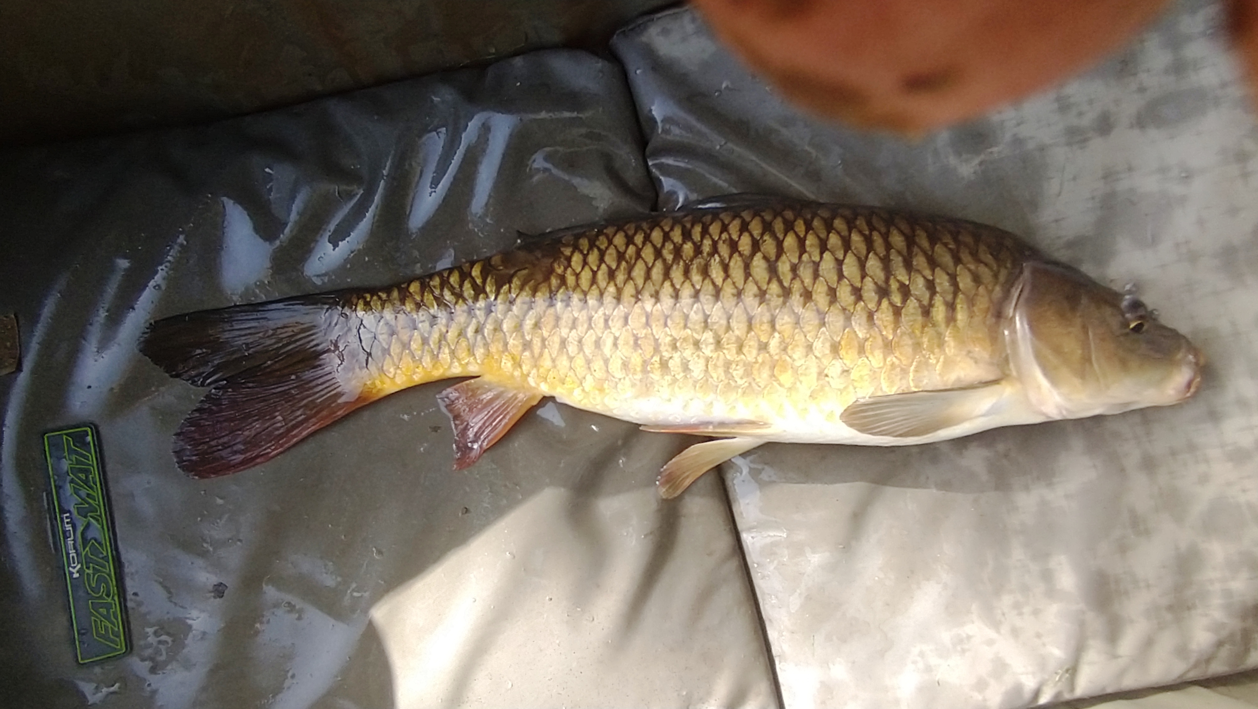 2023-10-07 Steve - Common Carp (ca 3lb)